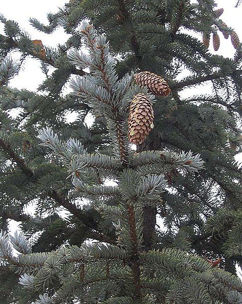 File:Picea pungens.jpg