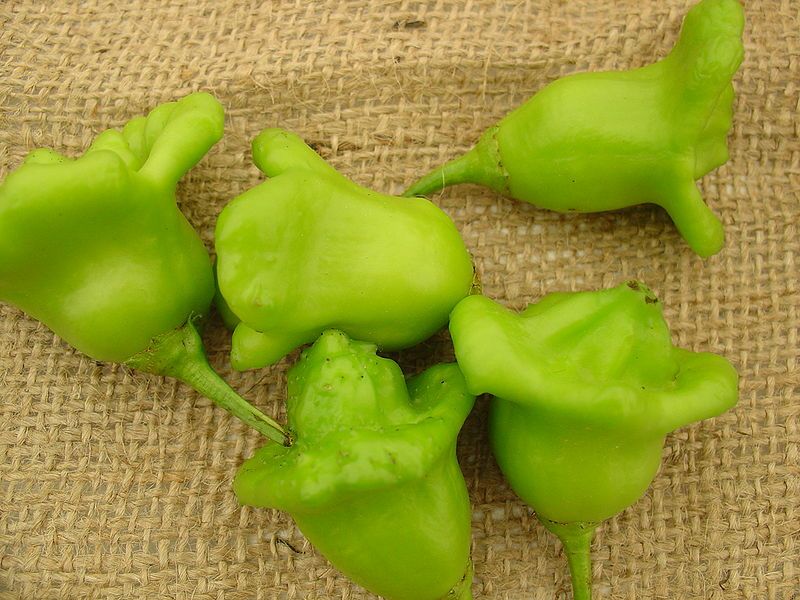 File:Pimiento campanilla.jpg