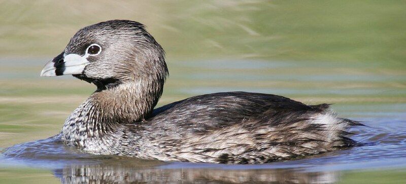 File:Podilymbus-podiceps-001 cropped.jpg