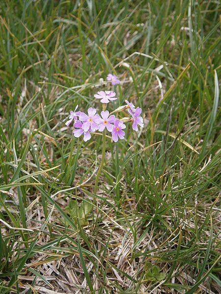 File:Primula farinosa 002.JPG