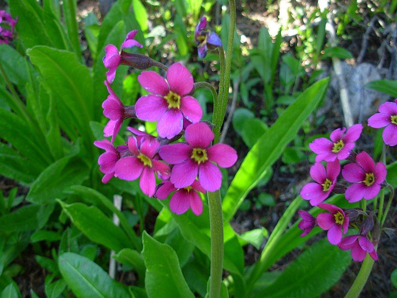 File:Primula parryi.JPG