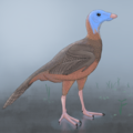 Protarchaeopteryx