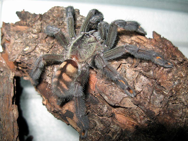 File:Psalmopoeus irminia 0041.jpg