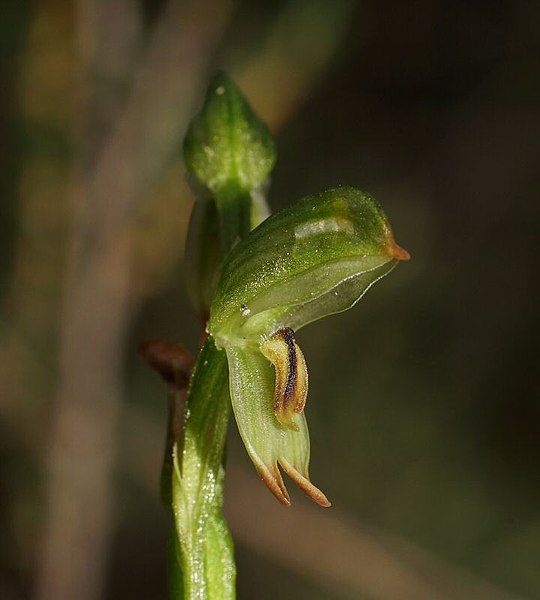 File:Pterostylis diminuta.jpg