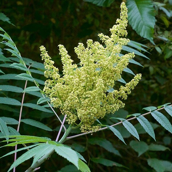 File:Rhus glabra AR.jpg