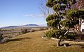 Rattlesnake Mountain as seen from the Richland Horn Rapids area. (January 2006)