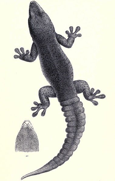 File:Rodrigues day gecko.jpg