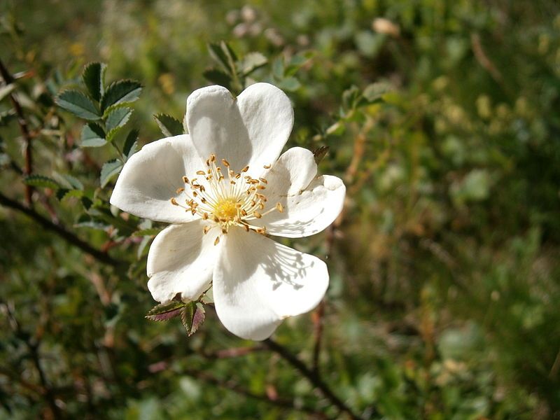 File:Rosa spinosissima 002.jpg