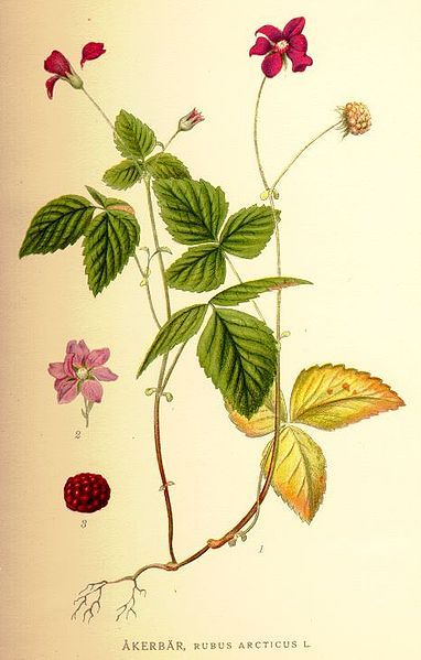 File:Rubus arcticus.jpg