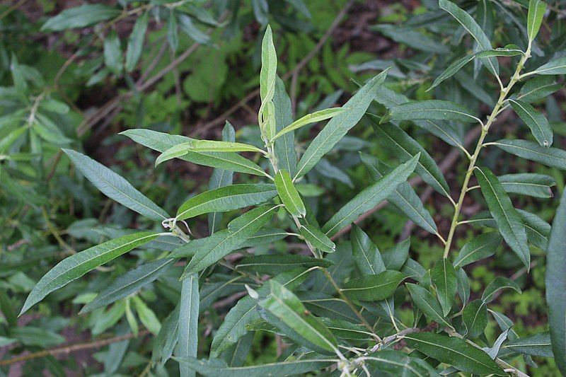 File:Salix gmelinii 44139182.jpg