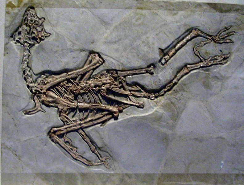 File:Sapeornis chaoyangensis.JPG