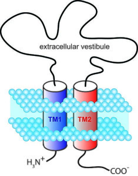 File:SchematicP2XRsubunitJPG.jpg