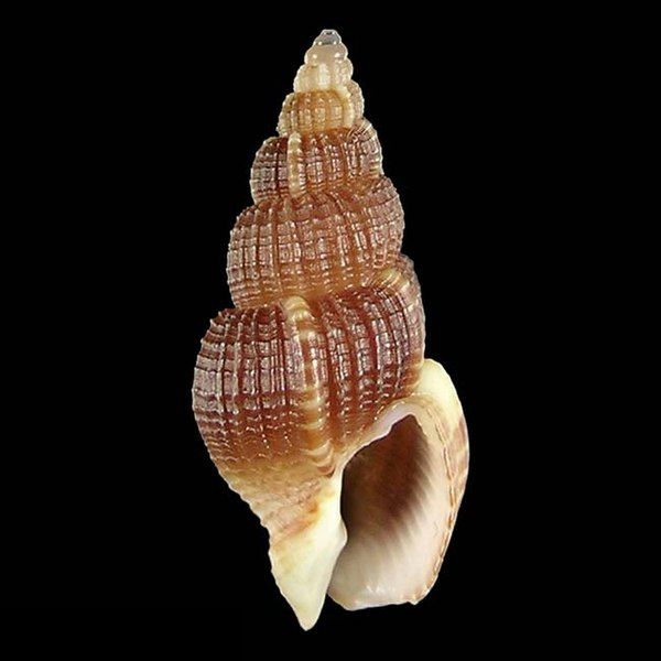 File:Seashell Antillophos tsokobuntodis.jpg