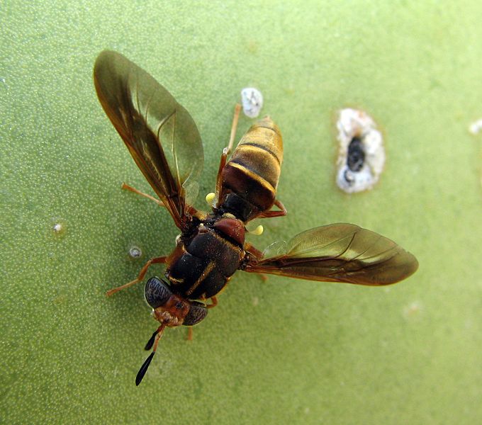 File:Soldierfly (3600815251).jpg