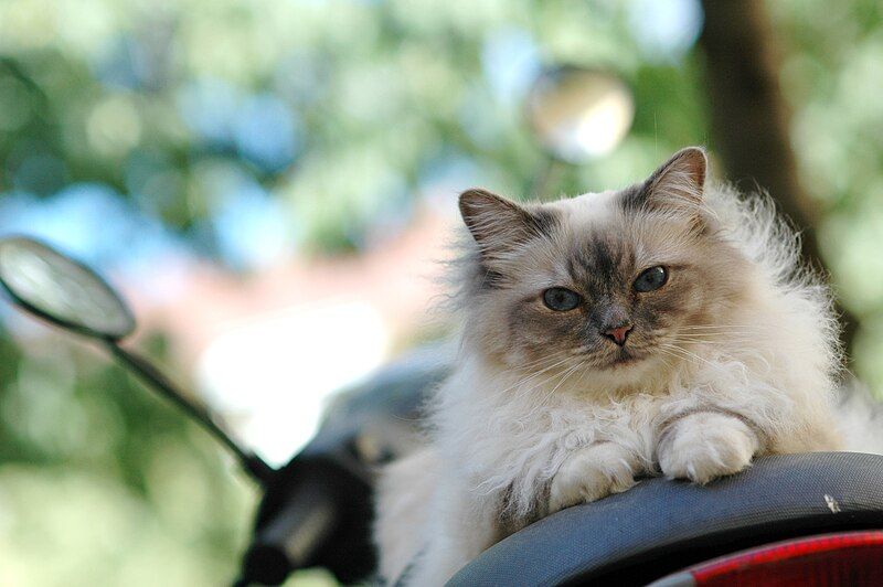 File:Tabby Birman cat.jpg