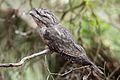 Image 14 Tawny Frogmouth Photo: Benjamint444 The Tawny Frogmouth (Podargus strigoides) is a large species of frogmouth found throughout the Australian mainland, Tasmania, and southern New Guinea. Unlike the owl for which it is often mistaken, the Tawny Frogmouth is not a bird of prey. Instead, it is almost exclusively insectivorous. For defense, it relies on cryptic camouflage, standing still to appear part of a branch. More selected pictures