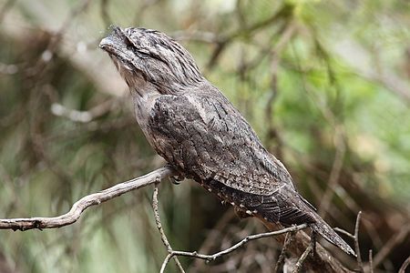 Tawny frogmouth in a cryptic pose, by Benjamint