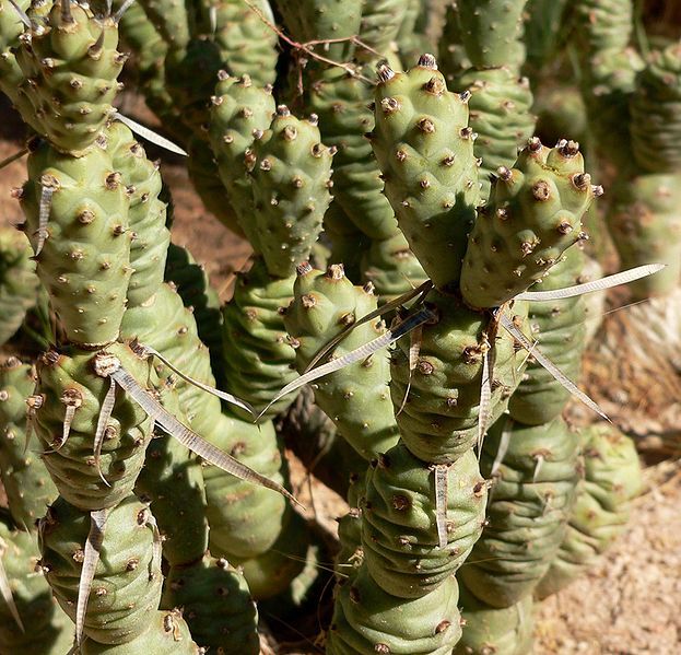 File:Tephrocactus articulatus 4.jpg