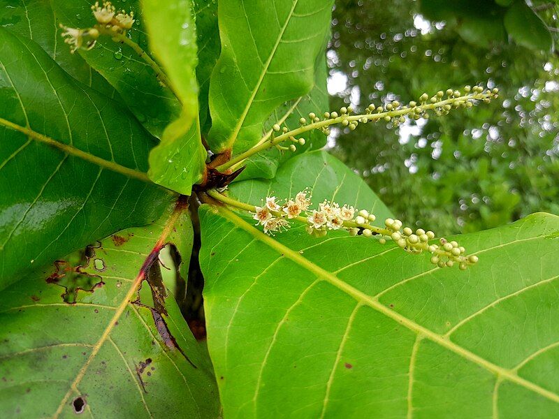 File:Terminalia-arenicola-SF23013-02.jpg