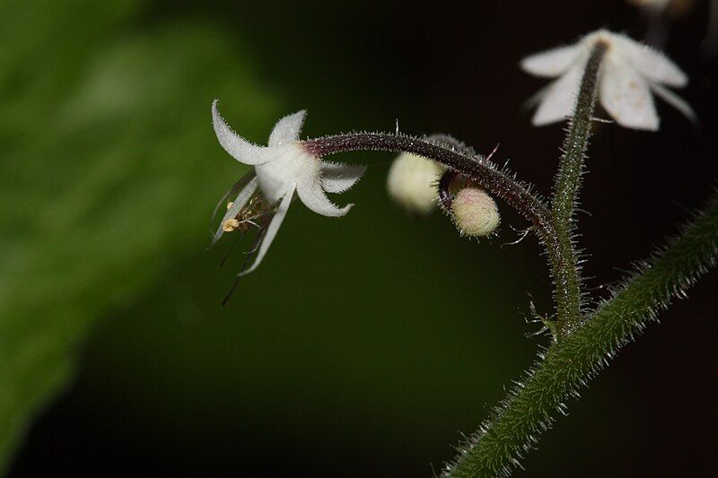 File:Tiarella trifoliata 1463.JPG