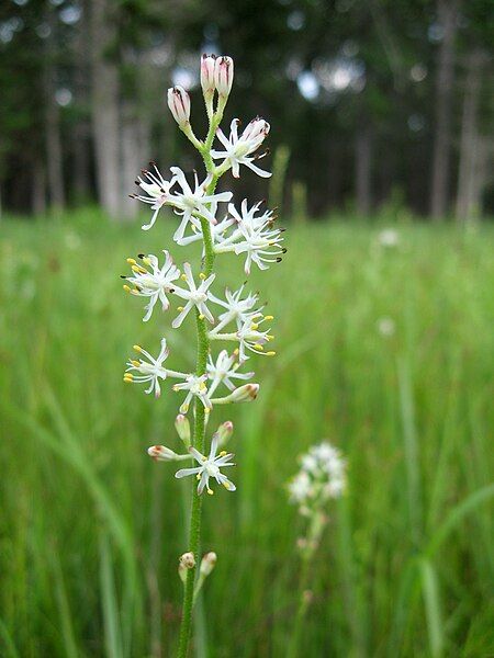 File:Triantha racemosa.jpg