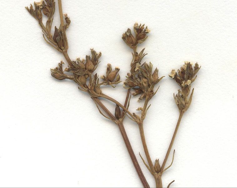 File:Valerianella dentata Herbar1.jpg