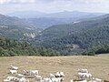 Chianina cattle in Valmarecchia [it], Italy upland pasture