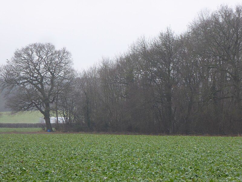 File:Westerham Wood 2.jpg