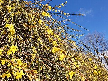 winter jasmine