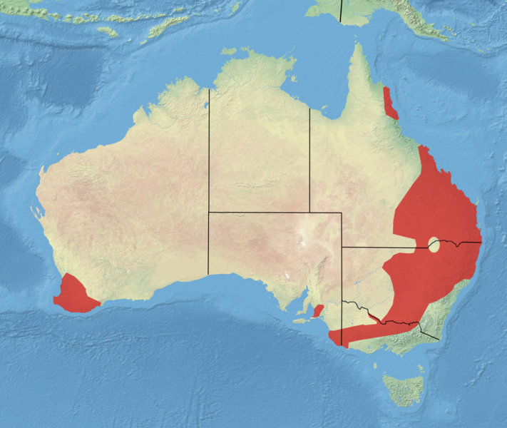 File:Yellow-footed Antechinus Done2.png