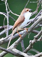 Yellow-eyed Babbler in Mysuru, India