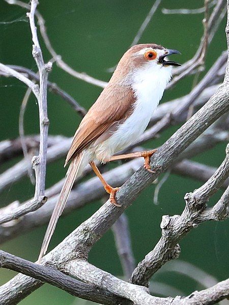 File:Yellow Eyed Babbler2.jpg