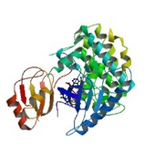 ASF/SF2 (left: red/orange/yellow) complexed with SRPK1 (right: blue/green/yellow) based on the 3BEG​ crystallographic coordinates.[12]