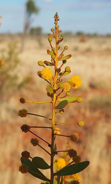 File:Acacia dictyophleba foliage.jpg