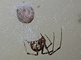 American house spider, Parasteatoda tepidariorum, a cobweb spider