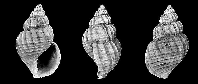 File:Admetula evulsa 001.jpg