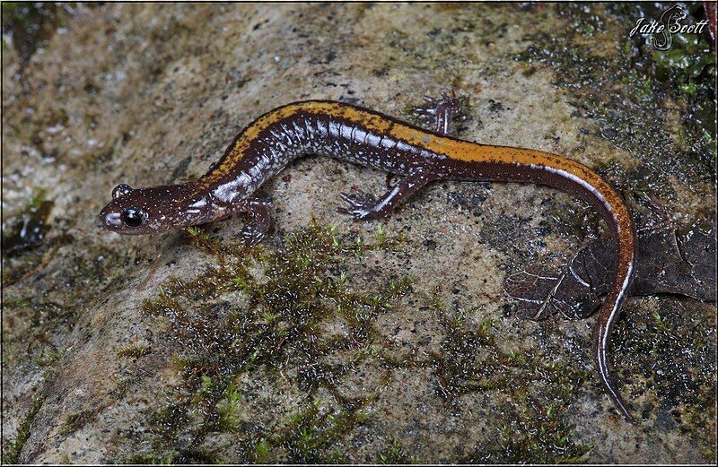 File:Adult Plethodon angusticlavius.jpg