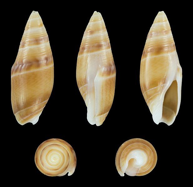 File:Amalda edithae 01.JPG