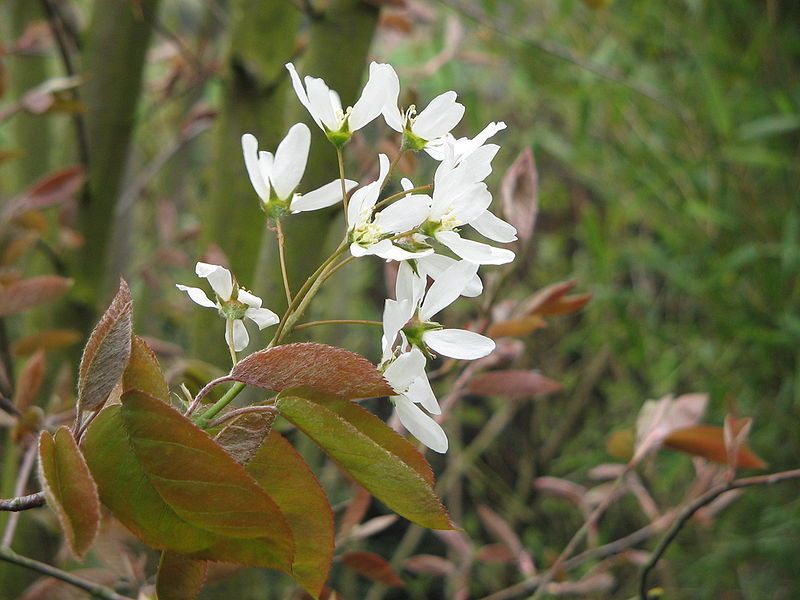 File:Amelanchier lamarckii001.jpg