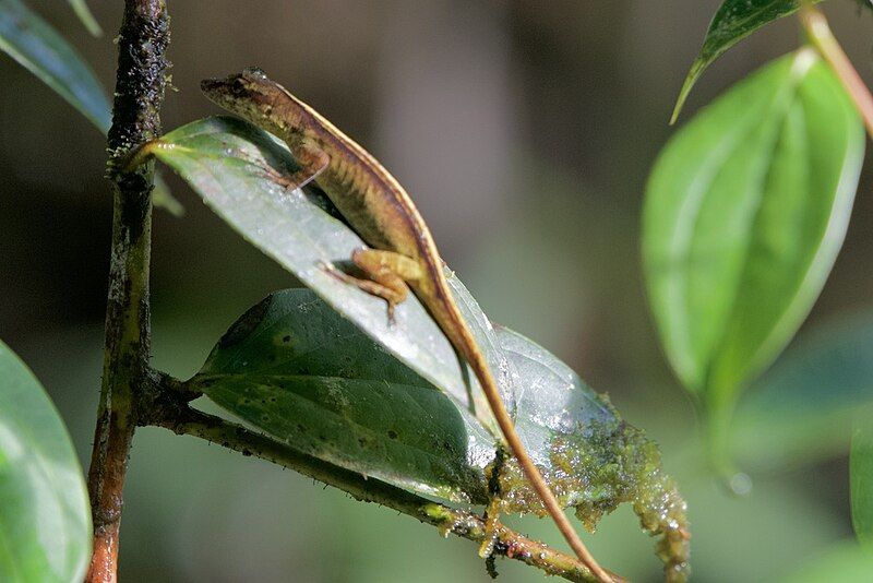 File:Anolis maculiventris.jpg