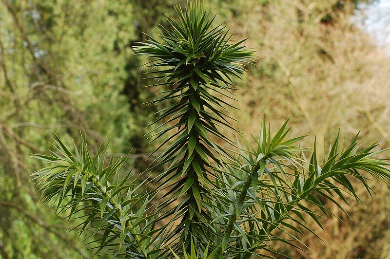 File:Araucaria angustifolia (2943647465).jpg