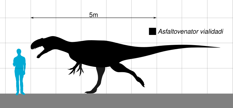 File:Asfaltovenator Scale.svg