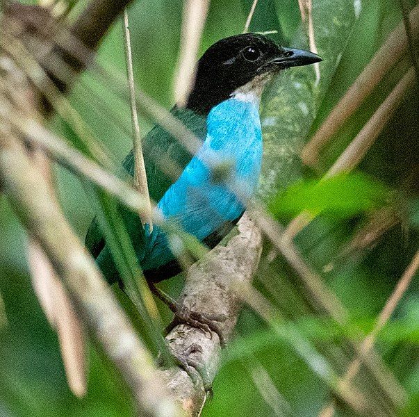 File:Azure-breasted Pitta.jpg