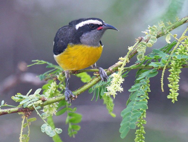 File:Bananaquit 01-2010g PuertoRico.jpg