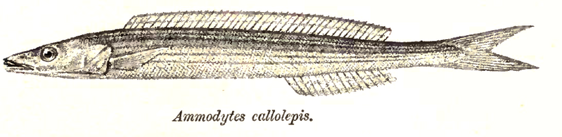 File:Bleekeria kallolepis Day.png