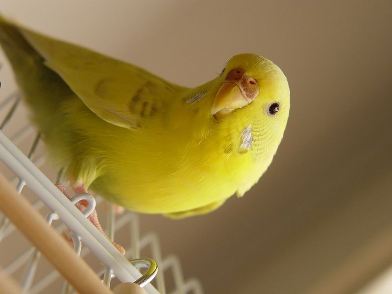 File:Budgerigar Female Benno.JPG