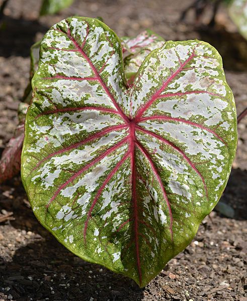 File:Caladium 'Celebration'.JPG