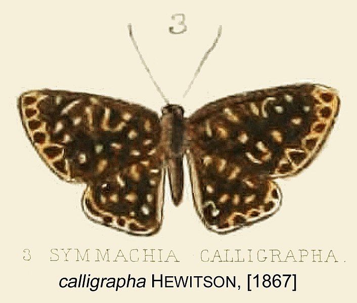 File:CalligraphaHewitson1867OD.jpg