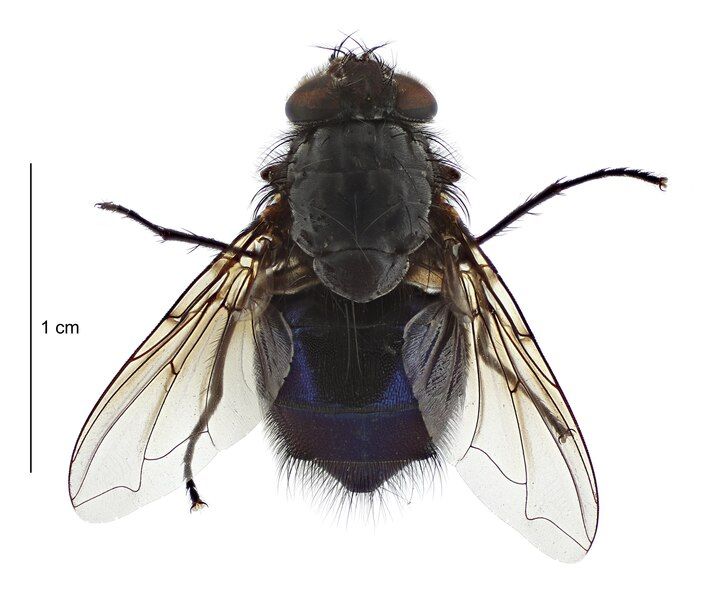 File:Calliphora quadrimaculata.tif