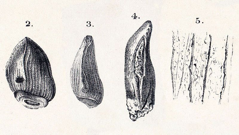 File:Cardiodon.jpg